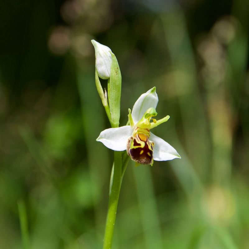 Traiettorie Instabili Villa di Serio orchidea