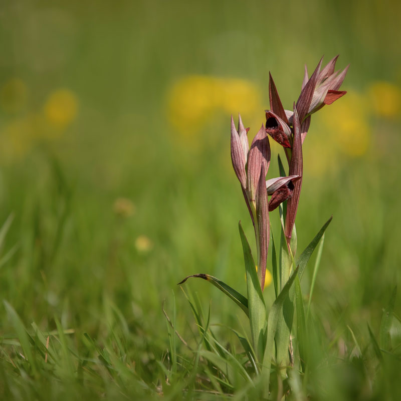 Traiettorie instabili LIFEorchids