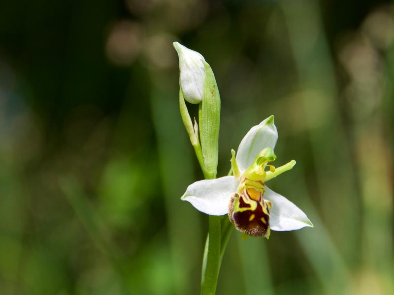 LIFEorchids